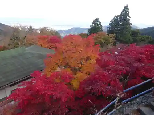 大山阿夫利神社の自然