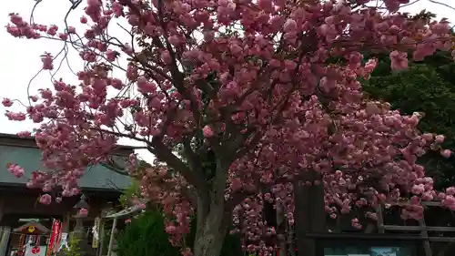 常陸第三宮　吉田神社の自然