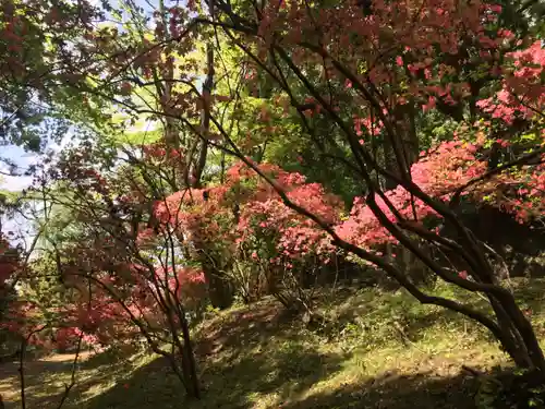 唐澤山神社の自然