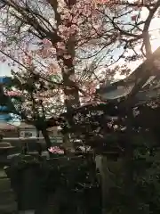 小野照崎神社の自然