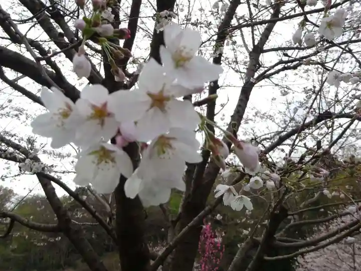 立志神社の自然
