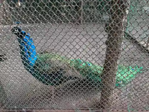 岩槻久伊豆神社の{uncategorized: "未分類", other: "その他", undefined: "問題あり", building: "その他建物", grave: "お墓", sacred_gate: "鳥居", guardian: "狛犬", statue: "像", buddha: "仏像", history: "歴史", nature: "自然", garden: "庭園", animal: "動物", pagoda: "塔", temizu: "手水舎", mountain_gate: "山門・神門", sanctuary: "本殿・本堂", subordinate: "末社・摂社", art: "芸術", scenery: "景色", jizo: "地蔵", ema: "絵馬", goshuin: "御朱印", omikuji: "おみくじ", items: "授与品その他", amulet: "お守り", goshuincho: "御朱印帳", eats: "食事", festival: "お祭り", votive_dance: "神楽", shichigosan: "七五三参", wedding: "結婚式", experience: "体験その他", initially: "初詣", around: "周辺", anti_infection: "感染症対策"}