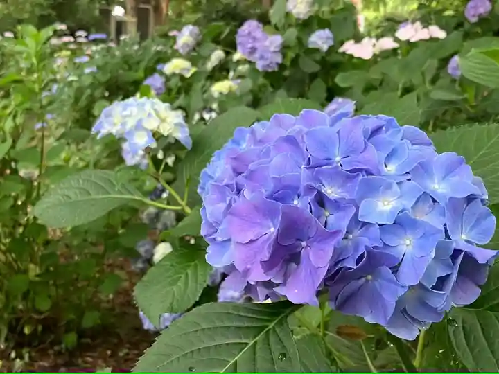 長谷寺(長野県)