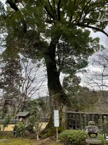 十輪寺(京都府)