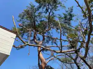 彌彦神社 (伊夜日子神社)の自然(2024年04月13日(土) 09時28分45秒投稿)