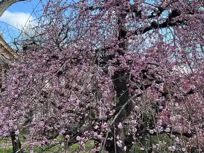 北野天満宮(京都府)