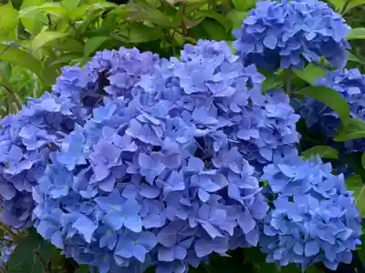 摩訶耶寺の自然