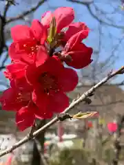 桃太郎神社の自然