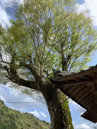 大河内神社の自然