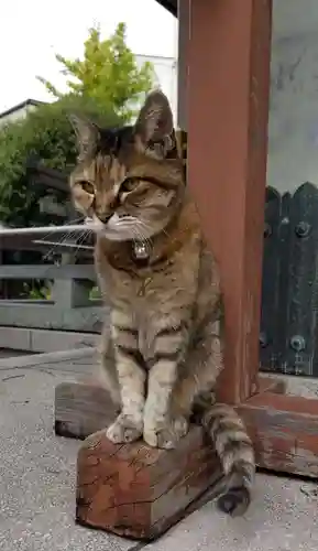 白髭神社の動物