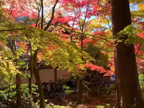 金剛輪寺の自然