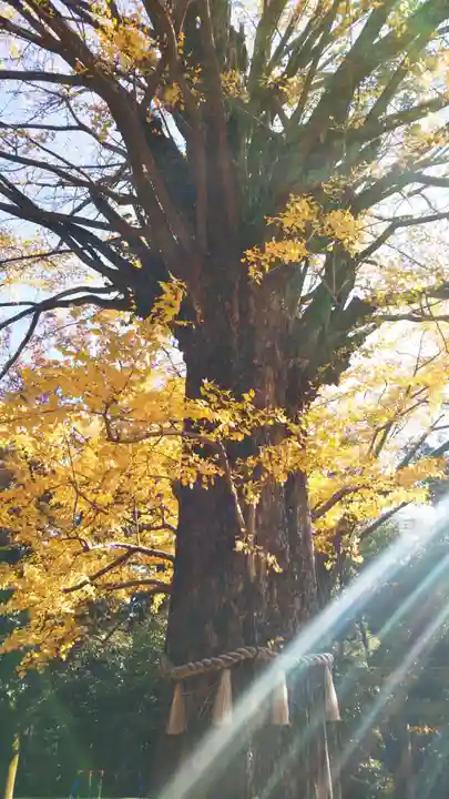 赤坂氷川神社の自然