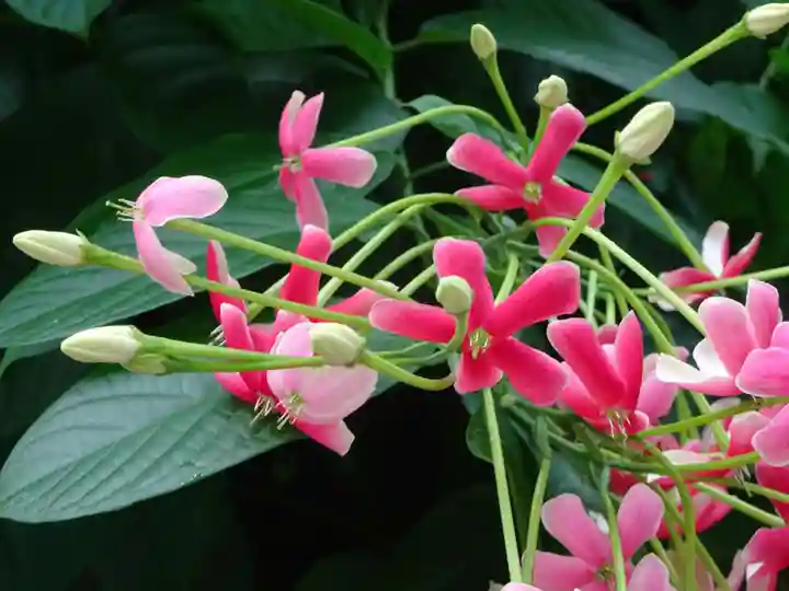 阿邪訶根神社の自然