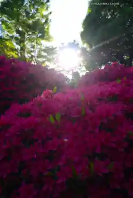 根津神社(東京都)