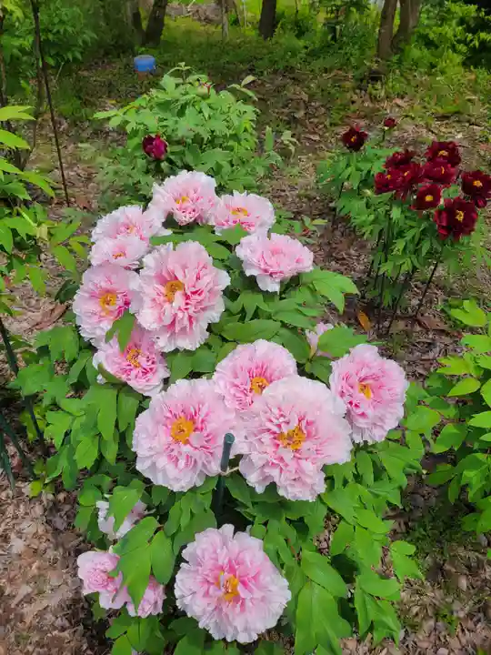 隆国寺(兵庫県)