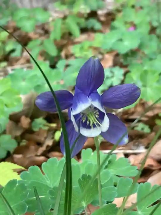 東郷神社(東京都)
