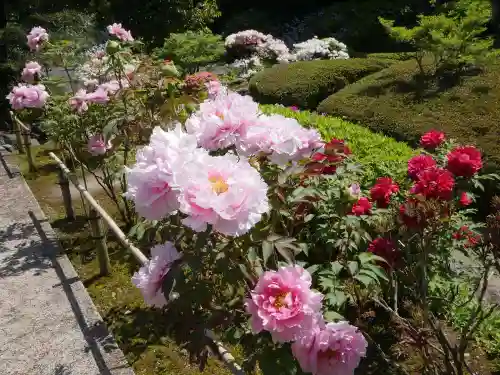 長壽寺（長寿寺）の自然