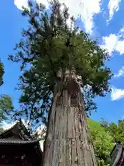 北口本宮冨士浅間神社(山梨県)