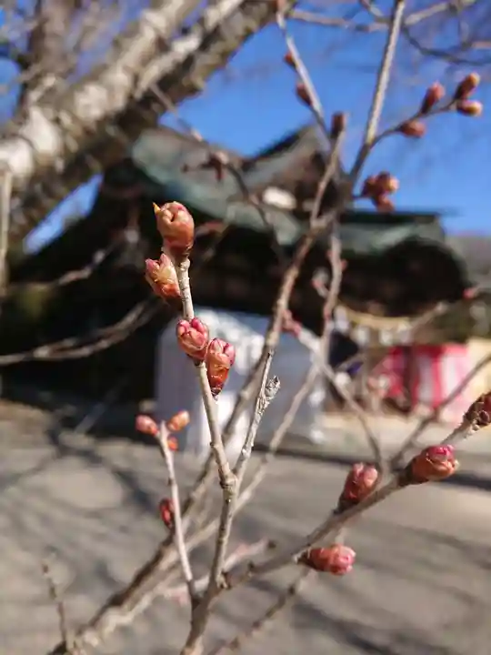 賀羅加波神社の自然