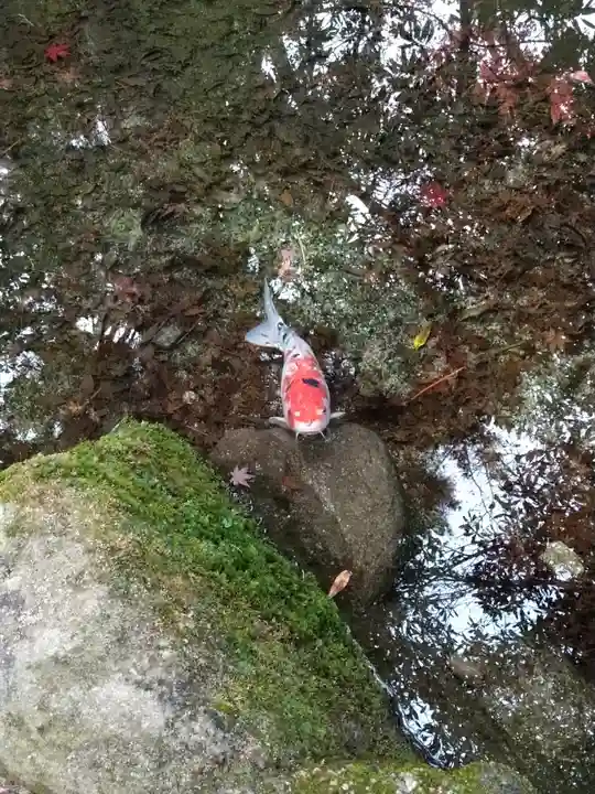 四宮神社の動物