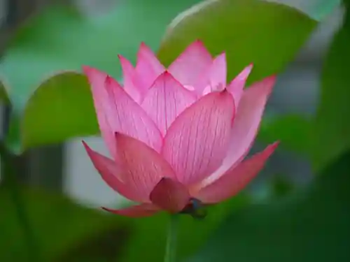 極楽山　浄土寺(北海道)