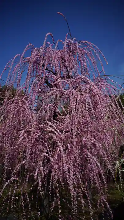 城南宮(京都府)