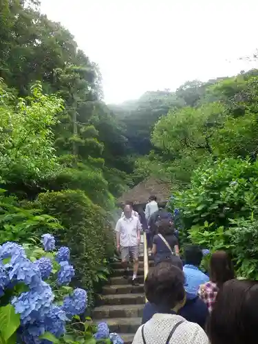 明月院の庭園