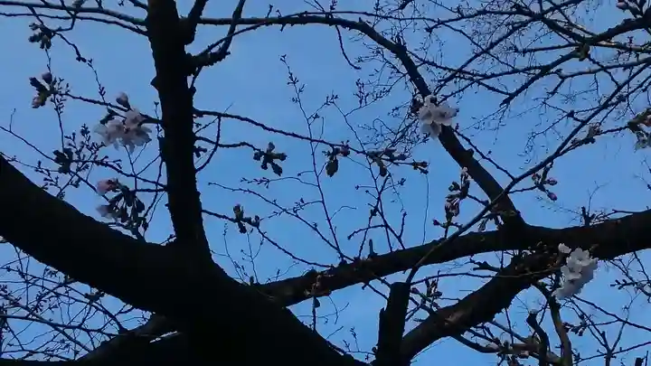 旗岡八幡神社の自然