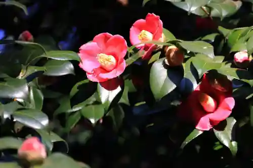 阿久津「田村神社」（郡山市阿久津町）旧社名：伊豆箱根三嶋三社の庭園