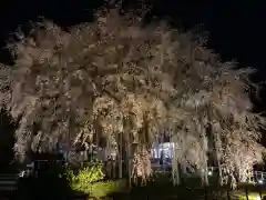 足羽神社の自然