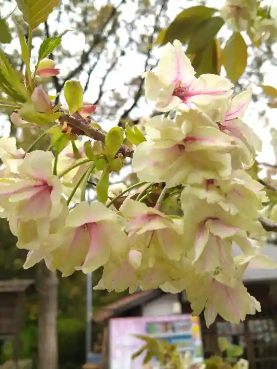 阿智神社の自然