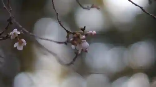 廬山寺（廬山天台講寺）(京都府)