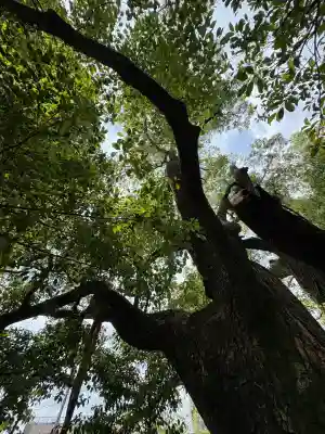 若一神社(京都府)