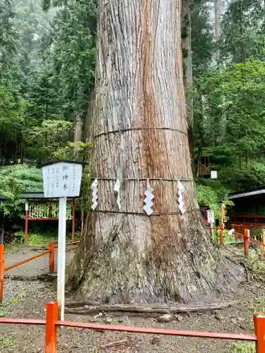 日光二荒山神社の自然