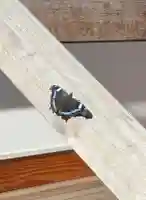 蚊里田八幡宮(長野県)