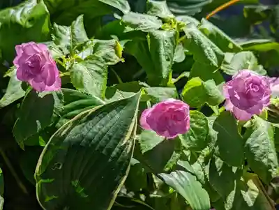 一條殿 新善光寺(京都府)