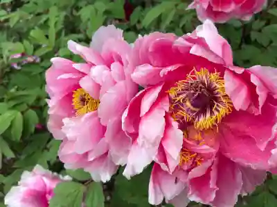長谷寺の{uncategorized: "未分類", other: "その他", undefined: "問題あり", building: "その他建物", grave: "お墓", sacred_gate: "鳥居", guardian: "狛犬", statue: "像", buddha: "仏像", history: "歴史", nature: "自然", garden: "庭園", animal: "動物", pagoda: "塔", temizu: "手水舎", mountain_gate: "山門・神門", sanctuary: "本殿・本堂", subordinate: "末社・摂社", art: "芸術", scenery: "景色", jizo: "地蔵", ema: "絵馬", goshuin: "御朱印", omikuji: "おみくじ", items: "授与品その他", amulet: "お守り", goshuincho: "御朱印帳", eats: "食事", festival: "お祭り", votive_dance: "神楽", shichigosan: "七五三参", wedding: "結婚式", experience: "体験その他", initially: "初詣", around: "周辺", anti_infection: "感染症対策"}