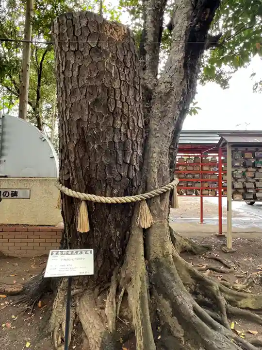 大宮・大原神社(千葉県)