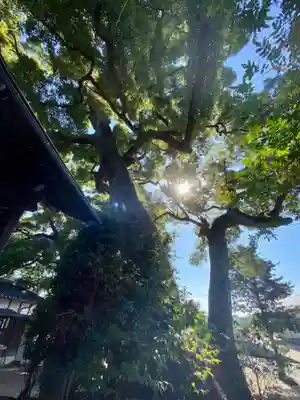 常磐神社の自然