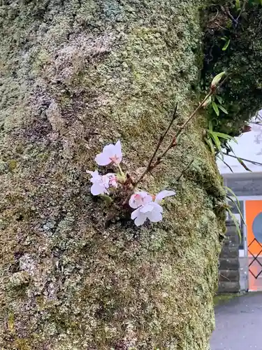 天鷹神社の自然