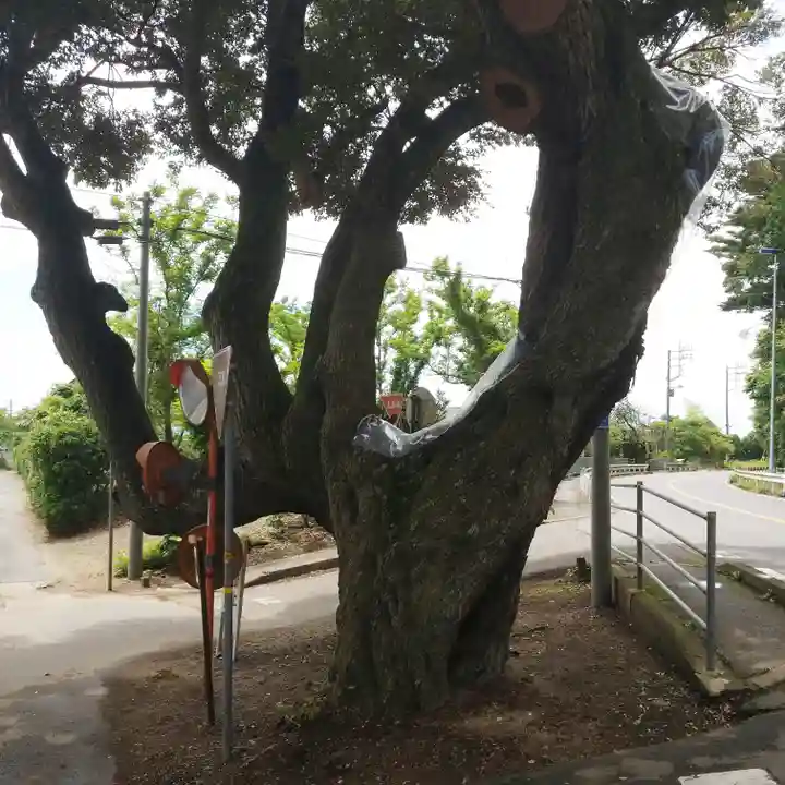 道路衢神の自然