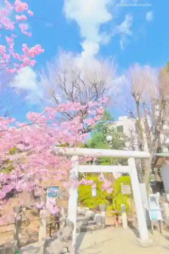 鳩森八幡神社の自然