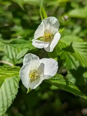 松尾大社(京都府)