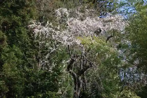 大六天麻王神社の自然