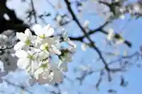 くまくま神社(導きの社 熊野町熊野神社)の自然
