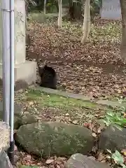 富部神社の動物