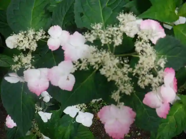 御霊神社の自然