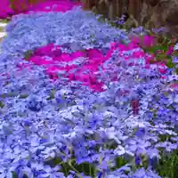 寿量山 速成寺の自然