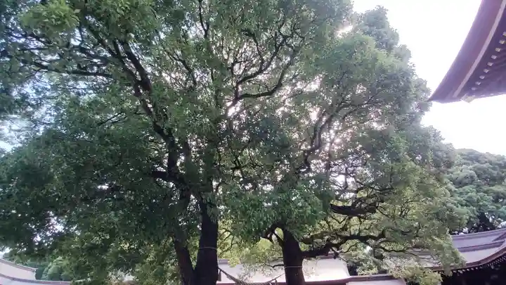 明治神宮の自然