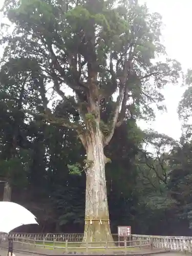 霧島神宮の自然